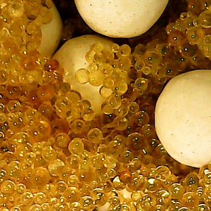 Ионообменная смола микс Ecvols SoftEx B+, удаление железа, марганца, сероводорода, умягчение, 1 литр